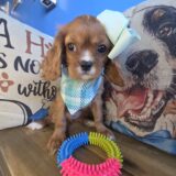 Zoey Cavalier King Charles Spaniel 01