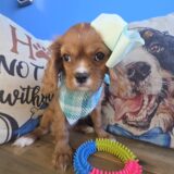 Zoey Cavalier King Charles Spaniel 02