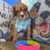 Zoey Cavalier King Charles Spaniel 04