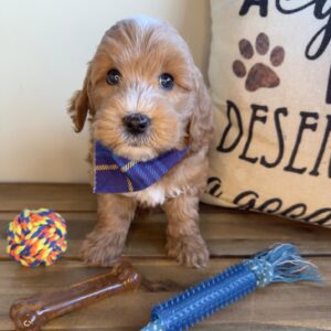 Zorion Goldendoodle 01 Zorion Goldendoodle 01