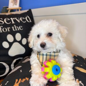 Zorro Bichon Frise 01 Zorro Bichon Frise 01