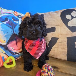 Abbie Cockapoo 01 Abbie Cockapoo 01