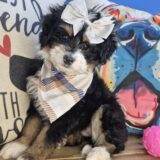 Acira Bernedoodle 01