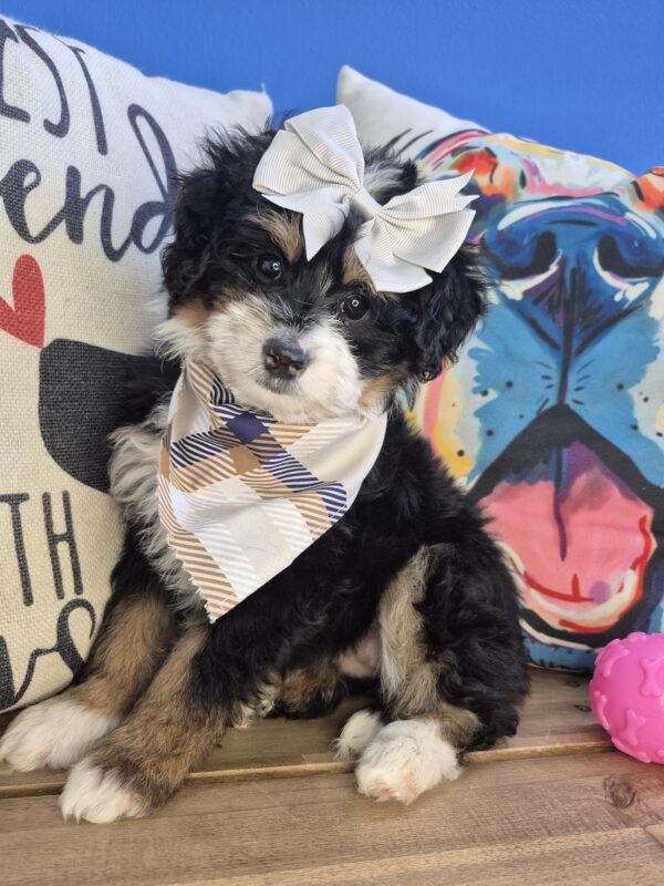 Acira Bernedoodle 01