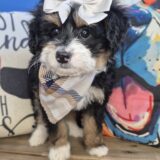 Acira Bernedoodle 03