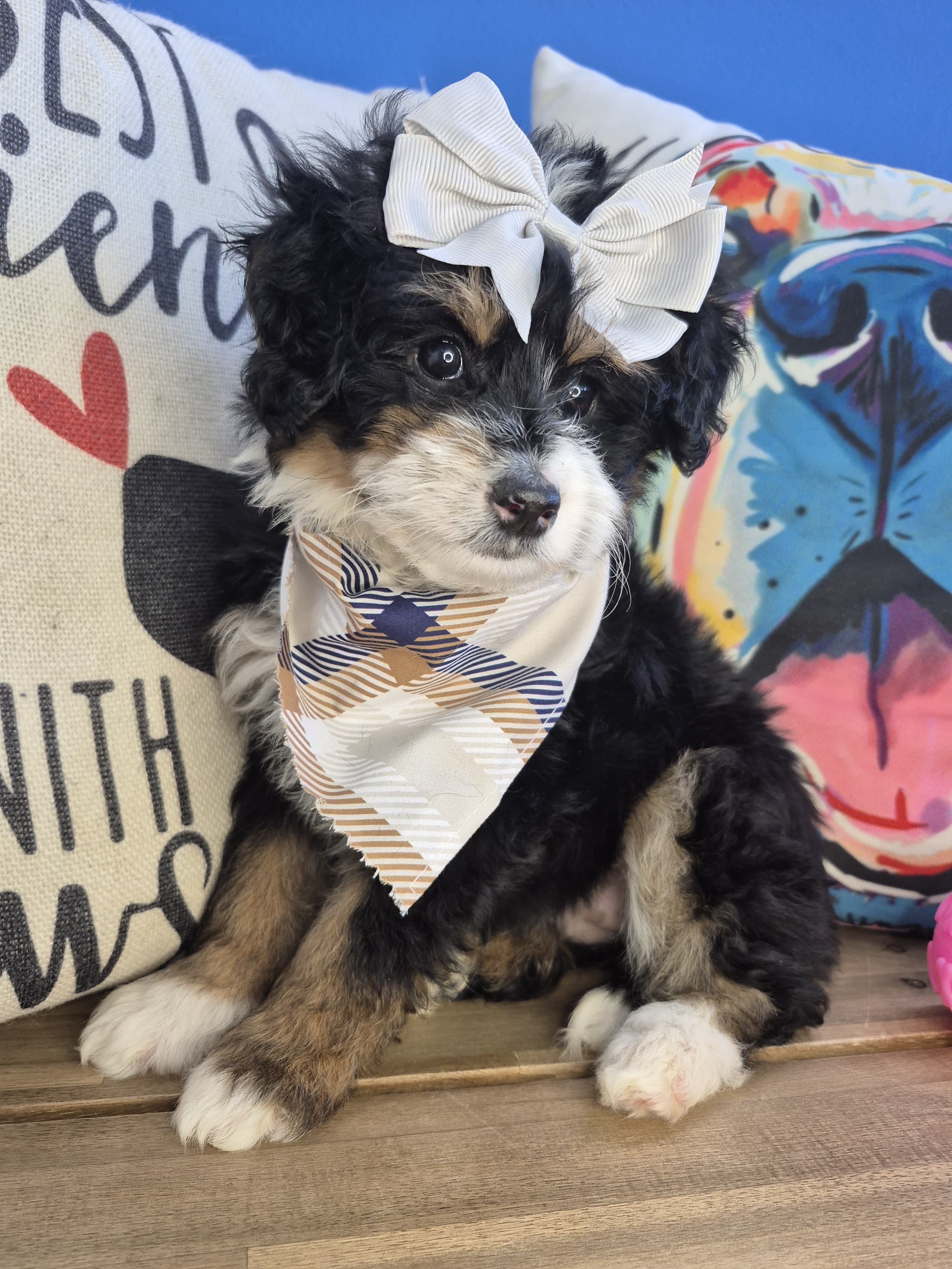 Acira Bernedoodle 04