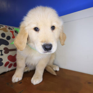 Ada Golden Retriever 01