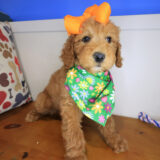 Aida Goldendoodle 01