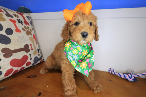 Aida Goldendoodle 01