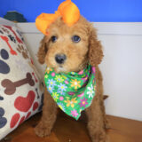 Aida Goldendoodle 02