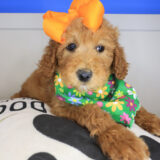 Aida Goldendoodle 03
