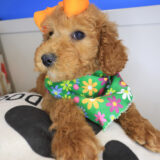 Aida Goldendoodle 04