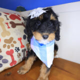 Airana Bernedoodle 01