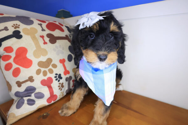 Airana Bernedoodle 01