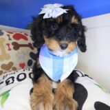 Airana Bernedoodle 04