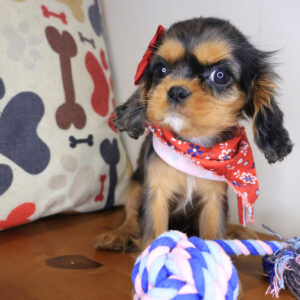 Airana Cavalier King Charles Spaniel 01 Airana Cavalier King Charles Spaniel 01