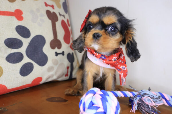 Airana Cavalier King Charles Spaniel 01