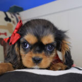 Airana Cavalier King Charles Spaniel 02