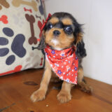 Airana Cavalier King Charles Spaniel 04