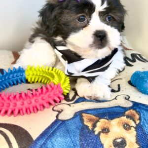 Akane Teddy Bear 01 Akane Teddy Bear 01