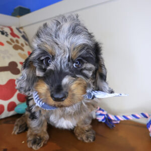 Archibald Doxiepoo 01 Archibald Doxiepoo 01