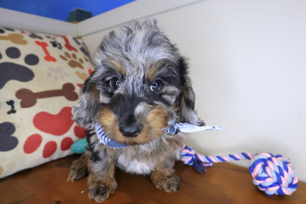 Archibald Doxiepoo 01