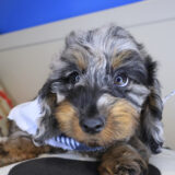 Archibald Doxiepoo 02