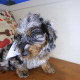 Archibald Doxiepoo 03