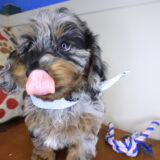 Archibald Doxiepoo 04