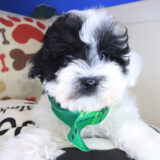 Archie Maltipoo 03