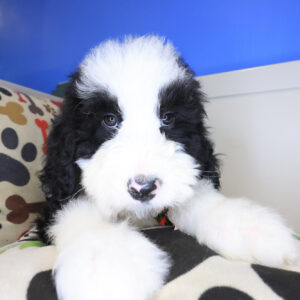Arctic Bernedoodle 01 Arctic Bernedoodle 01