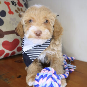 Argus Havapoo 01 Argus Havapoo 01