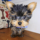Attila Yorkshire Terrier 01
