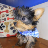 Attila Yorkshire Terrier 03