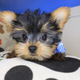 Attila Yorkshire Terrier 04