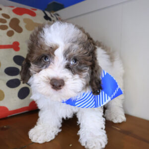 Augustus Poodle 01 Augustus Poodle 01