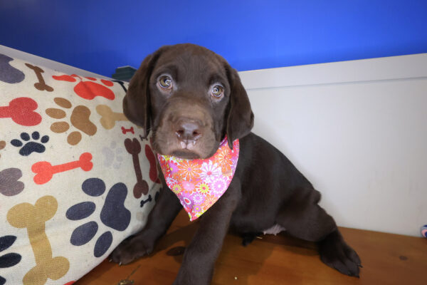 Azul Labrador Retriever 01