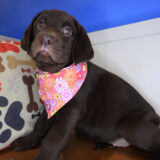 Azul Labrador Retriever 02