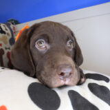 Azul Labrador Retriever 03