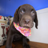 Azul Labrador Retriever 04