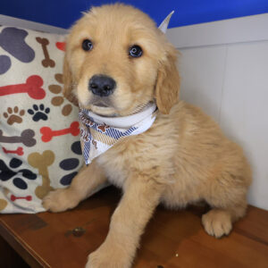 Baker Golden Retriever 01 Baker Golden Retriever 01