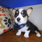 Baltic Pembroke Welsh Corgi 01