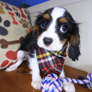 Beignet Cavalier King Charles Spaniel 01 Beignet Cavalier King Charles Spaniel 01