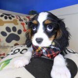 Beignet Cavalier King Charles Spaniel 03