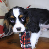 Beignet Cavalier King Charles Spaniel 04