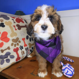 Benno Bernedoodle 01 Benno Bernedoodle 01