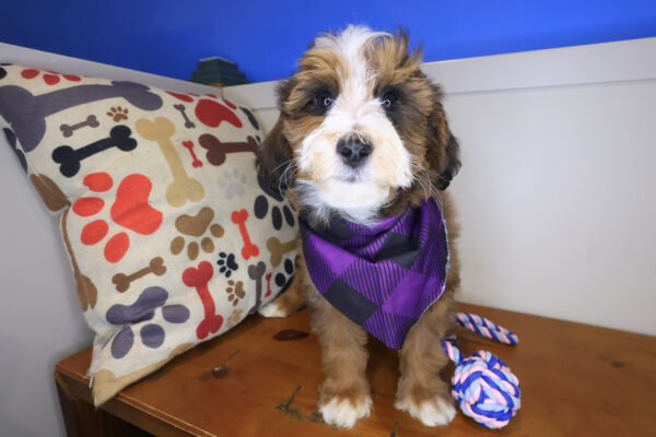 Benno Bernedoodle 01