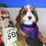 Benno Bernedoodle 02