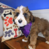 Benno Bernedoodle 03