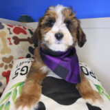 Benno Bernedoodle 04